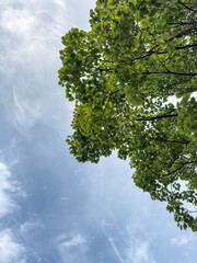 Fototapeta premium tree in the sky
