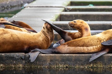 Steller Sea Lions