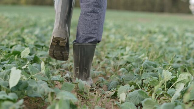 Feet of farmer in rubber boots with high mud soles go to field with young plant sprouts. Green rapeseed field on cloudy dry day, wind sways leaves of sprouts.