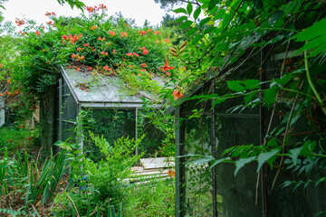 覆うノウゼンカズラ