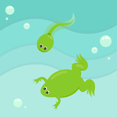 Xenopus and tadpole cartoon characters vector illustration graphic