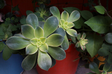 Planta Aeonium en crecimiento con sombra en el fondo y maceta anaranjada.  