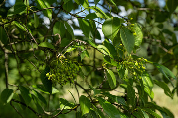 Green fruits of viburnum tušalaj and green leaves.