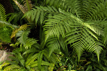 Fototapeta na wymiar Ferns growing green different species.