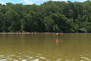 Fototapeta na wymiar Flamingo flying near the water while others take flight
