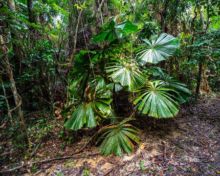 unique nature of daintree rainforest near cairns, north queensland, australia; ancient tropical rainforest with fan palms 