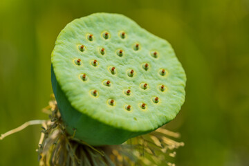 蓮の実
