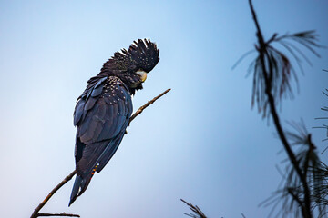 red-tailed black cockatoo (alyptorhynchus banksii), unique large cockatoo parrot spotted in...