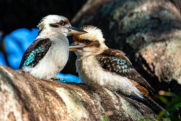 a couple of cute fluffy kookaburras sitting on the branch in Brisbane, Queensland, Australia