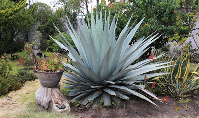 Agave de gran tamaño con maceta de barro sobre tronco al costado. 
