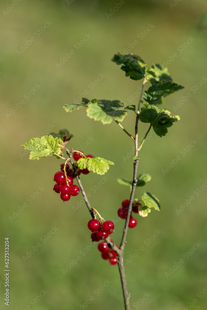 Sticker red currant fruits on a twig.