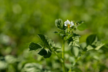 White potato flower and green leaves.