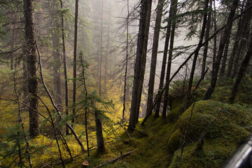 Fototapeta premium morning in the forest