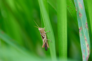 Close-up view of grasshopper on green leaves