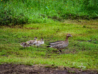 Wooduck Family