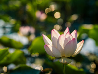 夜明けの光の中で美しく咲く蓮の花