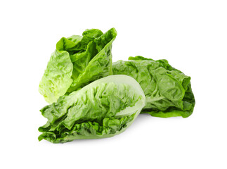 Fresh green romaine lettuces isolated on white