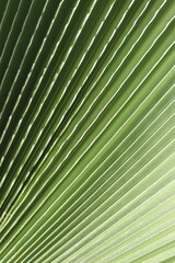 palm leaf texture