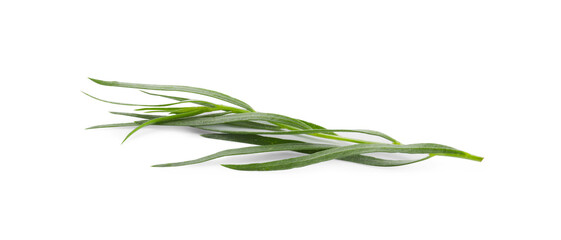Fototapeta premium One sprig of fresh tarragon on white background