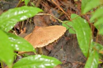 hongo