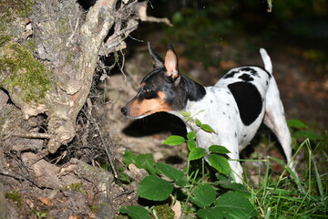 Ein ratonero valenciano beim jagen im Wald 