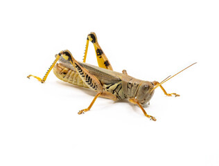 Differential Grasshopper