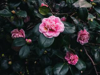 Fototapeta na wymiar Pink camellia
