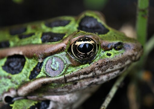 Close up on leopard frog, macro 
