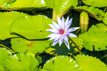 Purple waterlily and lilypads in pond - 627518866