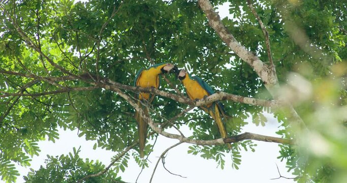 Colorful Canopy Choreography: Macaws in Flight Across the Amazon Rainforest