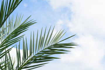 The leaves of the palm tree on the blue sky background