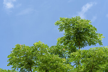 The young shoots of the Chamchuri trees bloom in the summer