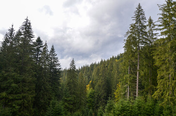 Beautiful mountain landscape with dense forest on the slopes. Carpathian Mountains, Ukraine