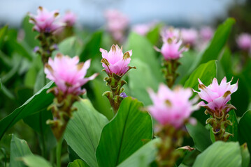 Fototapeta na wymiar Pink Curcuma alismatifolia flower or Siam tulip blooming in rainy season, Thailand