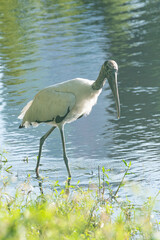 Wood stork bird wading in water near shore of lake