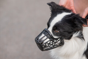 Woman walks 2 dogs. Close-up of female legs, border collie and bull terrier in muzzles and on...