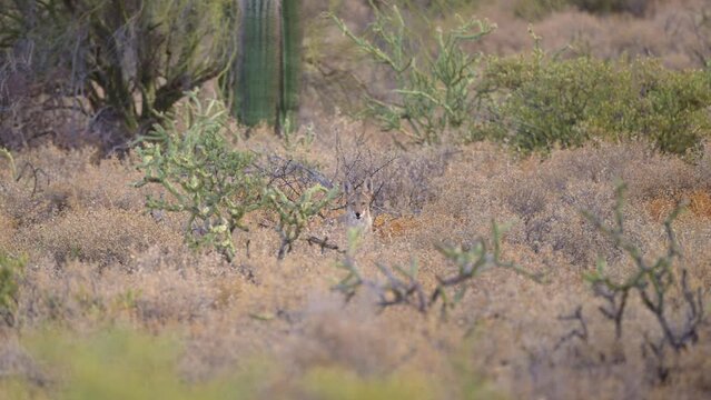 Video of a Coyote yipping and howling