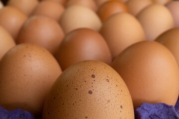 a maple of eggs in its carton seen diagonally, with close-up focus on the distinctive spotted egg and the rest out of focus