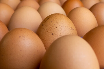 many eggs close together, with focus priority given to one egg in the middle and distinctive by its spots among the rest of the eggs out of focus