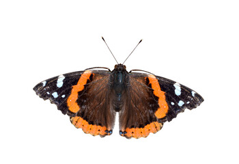 Red  Admiral butterfly isolated cutout on transparent