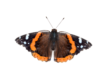 Red  Admiral butterfly isolated cutout on transparent