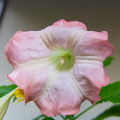 Brugmansia versicolor flower