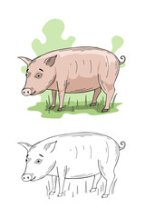 Pig farm animal cartoon illustration