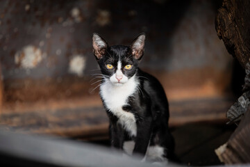 Black and white cat sitting on rusty metal background. Shallow depth of field