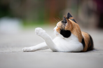 Cute cat lying on the cement floor in the garden. Selective focus.