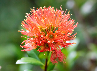 red southern rata flower, New Zealand