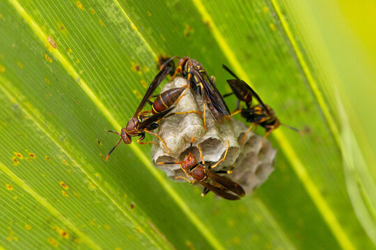 Wasps &mdash; which look like a species of paper wasps to me &mdash;  on their nest on the underside of a palm frond in Venice, Florida