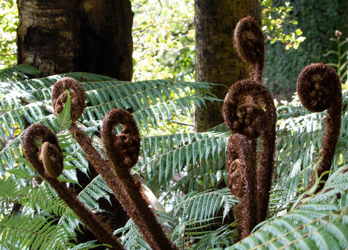 tree fern fronds, punga tree, New Zealand