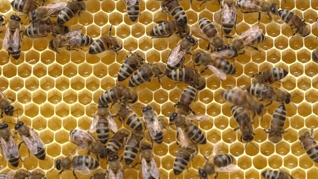 Raw Honey Comb. Uncapped Honey Cells. Fresh honey in a honeycomb close up. Organic beekeeping. Organic Honey Bee Farm. Rural beekeeping