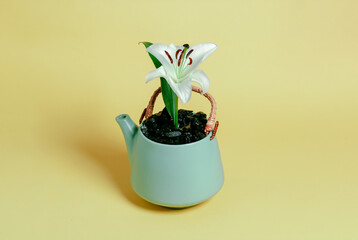 Pequeña flor lili creciendo en una tetera de color pistache con asa de palma de color café sobre...